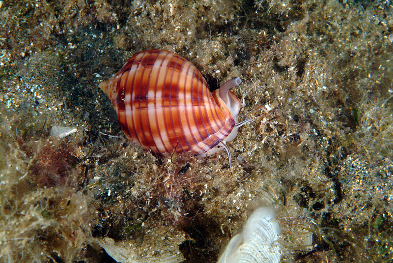 Phalium granulatum